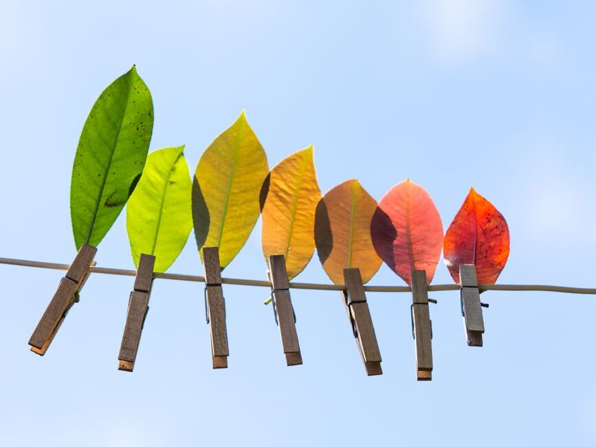 close up of colorful leaves on clothesline